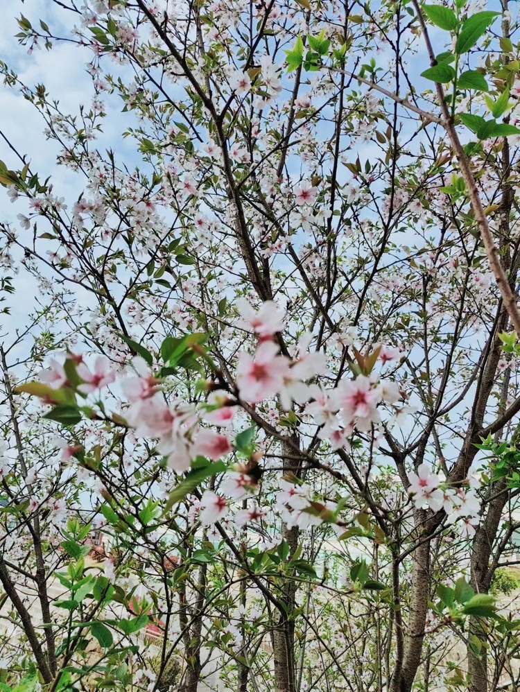 美好学校|清明节放假通知——重庆市恒峰g22学校2024年清明节致家长的一封信